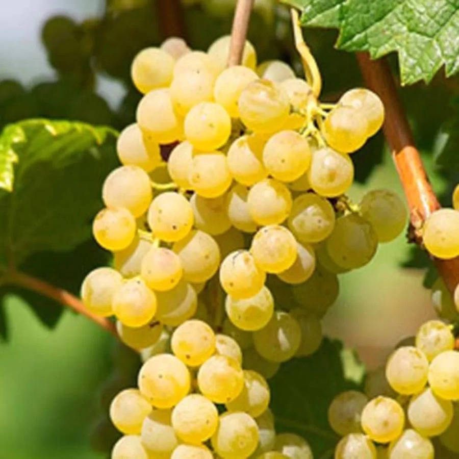 Vita de vie Pinot Blanc la Ghiveci 3L 1