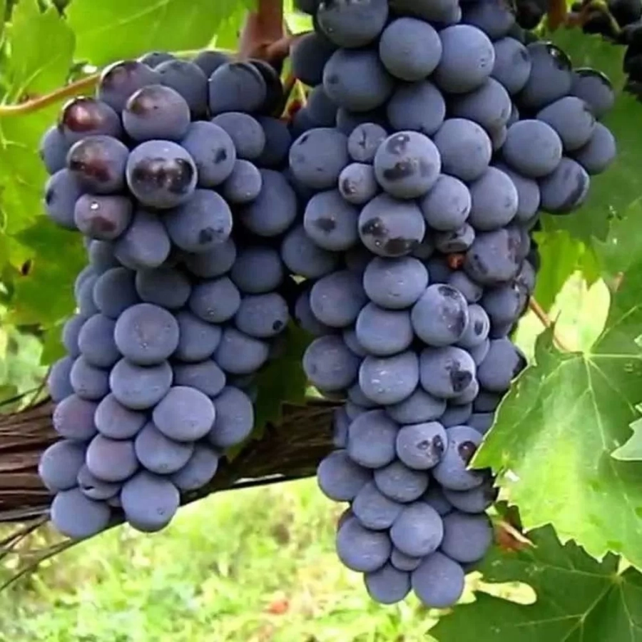 Vita de vie Pinot Noir la Ghiveci 3L 1