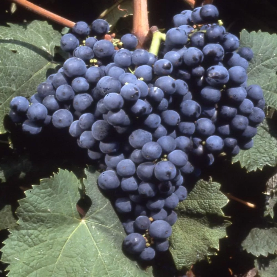 Vita de vie Rondo la Ghiveci 3L 1