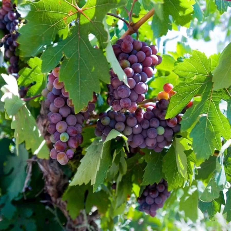 vita-radacina-impachetata-saint-laurent Vita de vie Saint Laurent la Ghiveci 3L 1