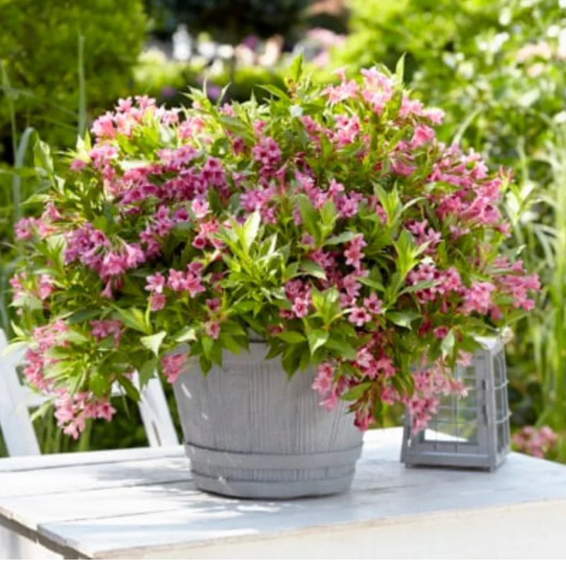 weigela-picobella-rosa Weigela Rosa - La Ghiveci - Înălțime 50 - 60 cm 1