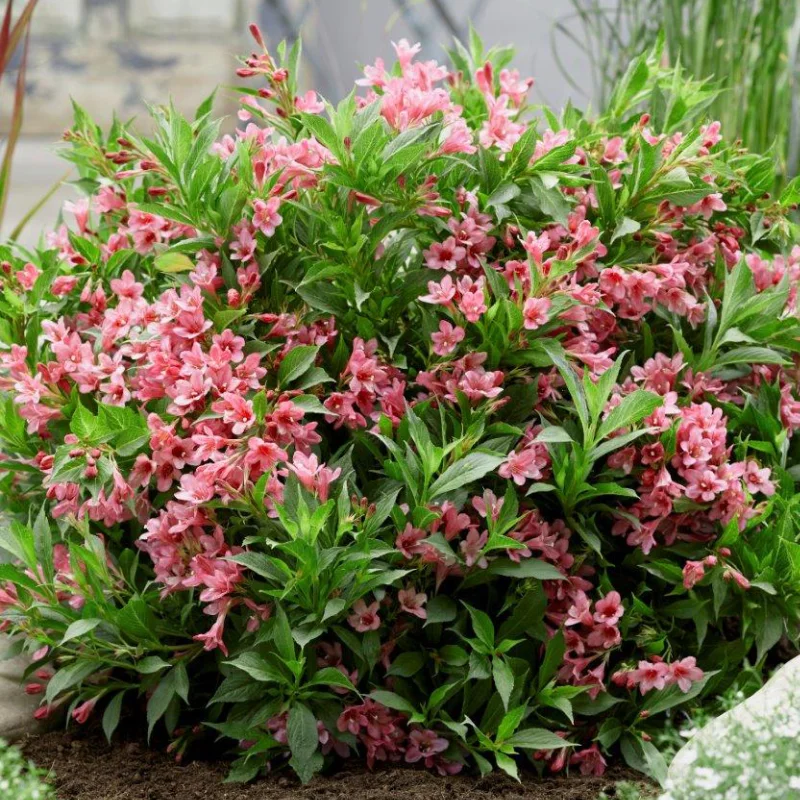 Weigela Rosa - La Ghiveci - Înălțime 50 - 60 cm 2
