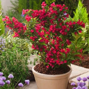 Weigela Red Prince - La Ghiveci - Înălțime 50 - 60 cm 1