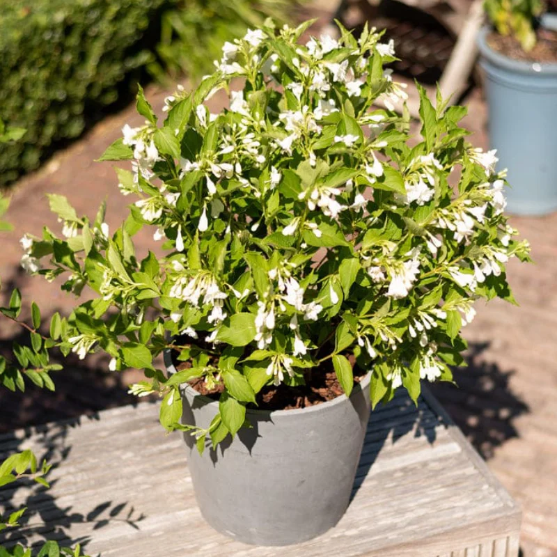 Weigela Snowflake - La Ghiveci - Înălțime 50 - 60 cm 1