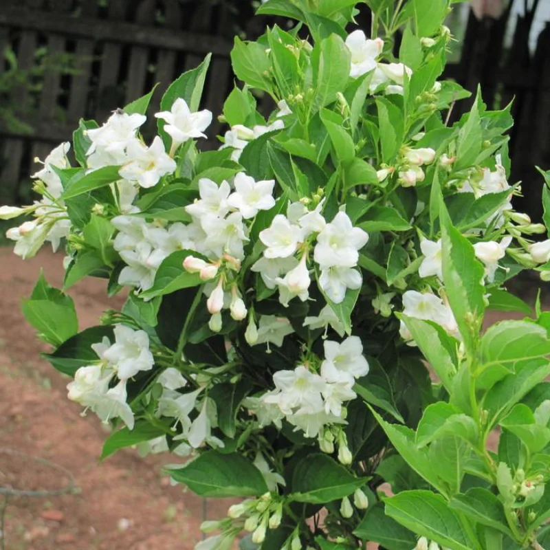 Weigela Snowflake - La Ghiveci - Înălțime 50 - 60 cm 2
