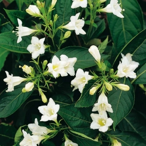 Weigela Snowflake - La Ghiveci - Înălțime 50 - 60 cm 3