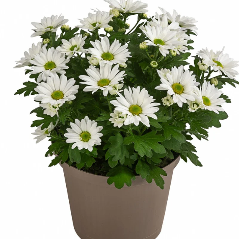 Crizanteme Timpurii - White - La Ghiveci - Inaltime 30 - 40 cm 1