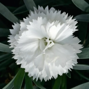 Garofițe Duble Parfumate - White King - Ghiveci 1 L - Înălțime 20 - 30 cm 2