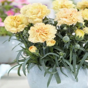 Garofițe Duble Parfumate - Great Yellow- Ghiveci 1 L - Înălțime 20 - 30 cm 1