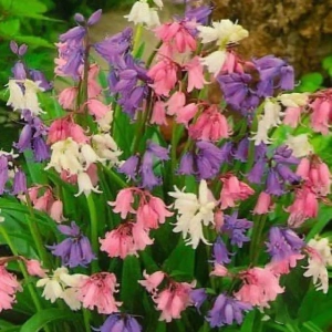 Bulbi de Zambile Multiflora 1