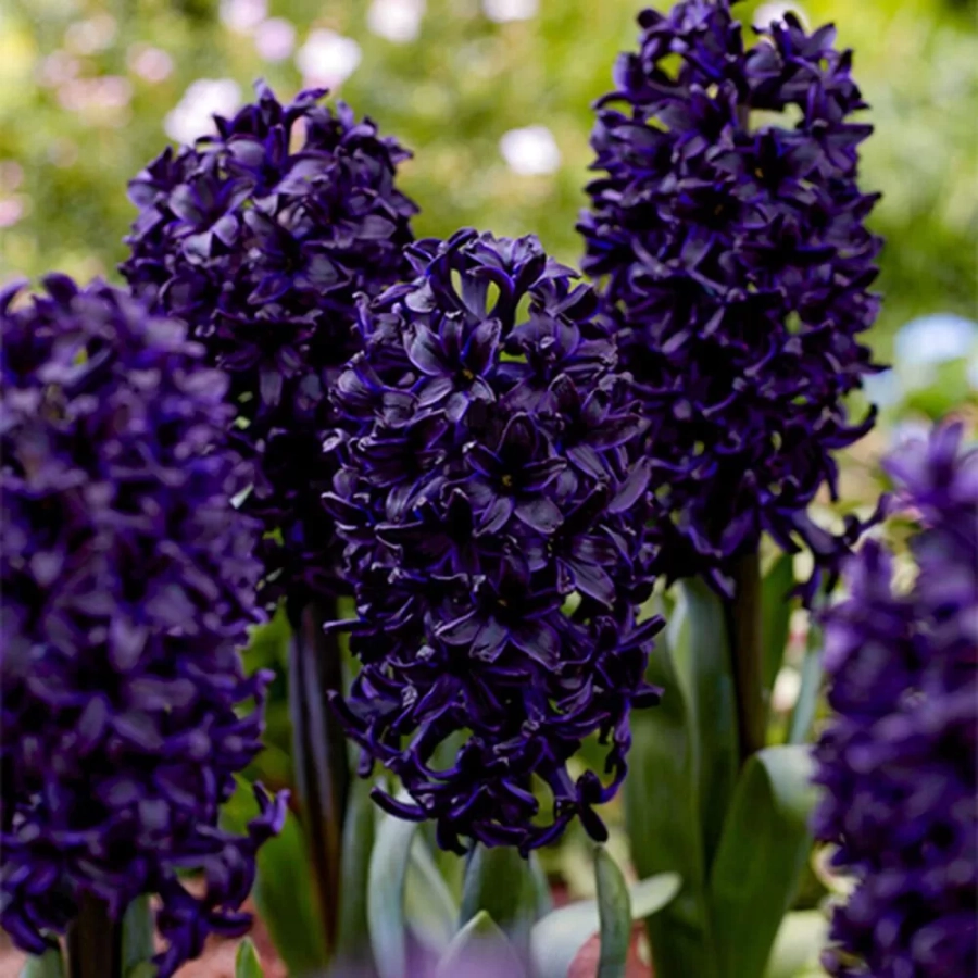 Bulbi de Zambile Blue Saphire 1