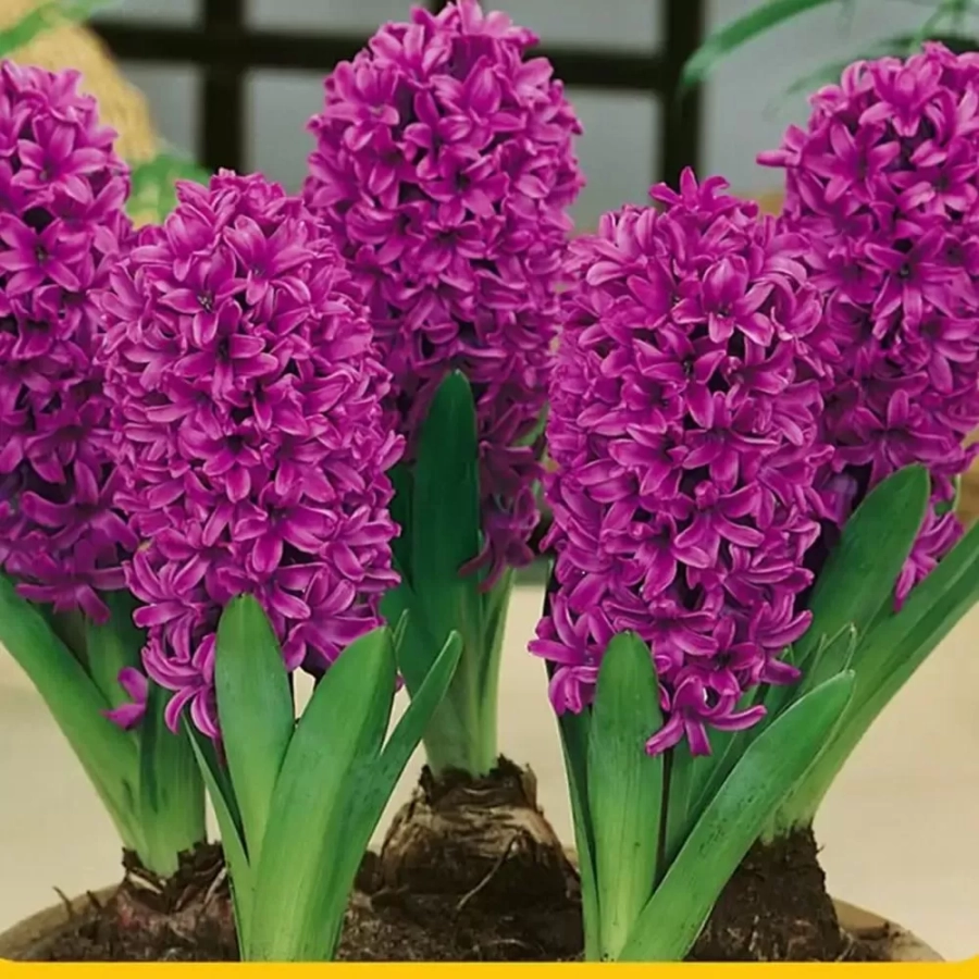 Bulbi de Zambile Broadway 1