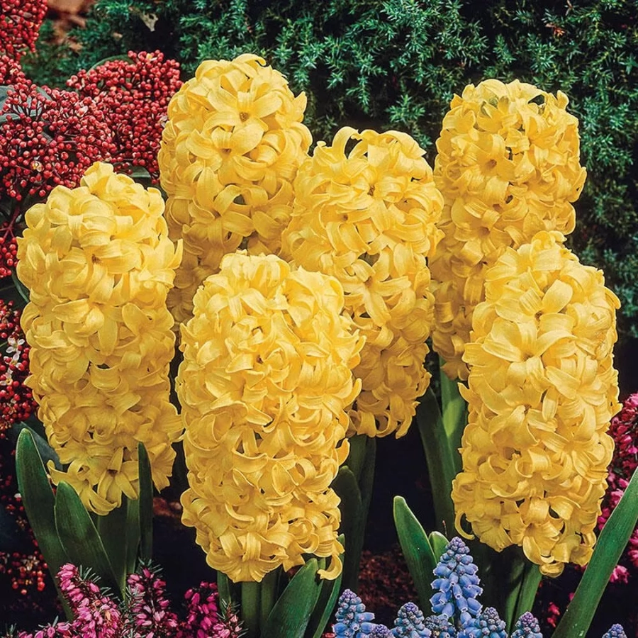 zambile-city-of-haarlem Bulbi de Zambile economic! Zambile City Of Haarlem 1