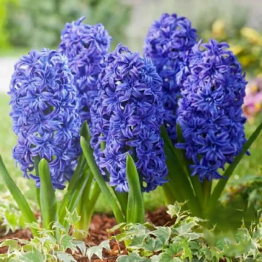 zambile-crystal-palace Bulbi de Zambile Crystal Palace 1