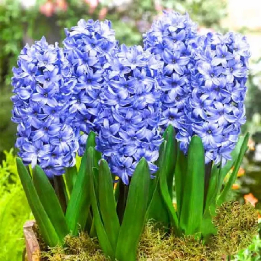 zambile-delf-blue Bulbi de Zambile Delf Blue 1