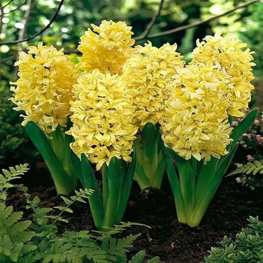 zambile-gipsy-princess Bulbi de Zambile Gipsy Princess 1