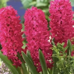 Bulbi de Zambile Jan Bos 1