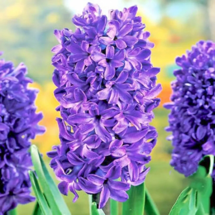 zambile-marie Bulbi de Zambile Marie 1