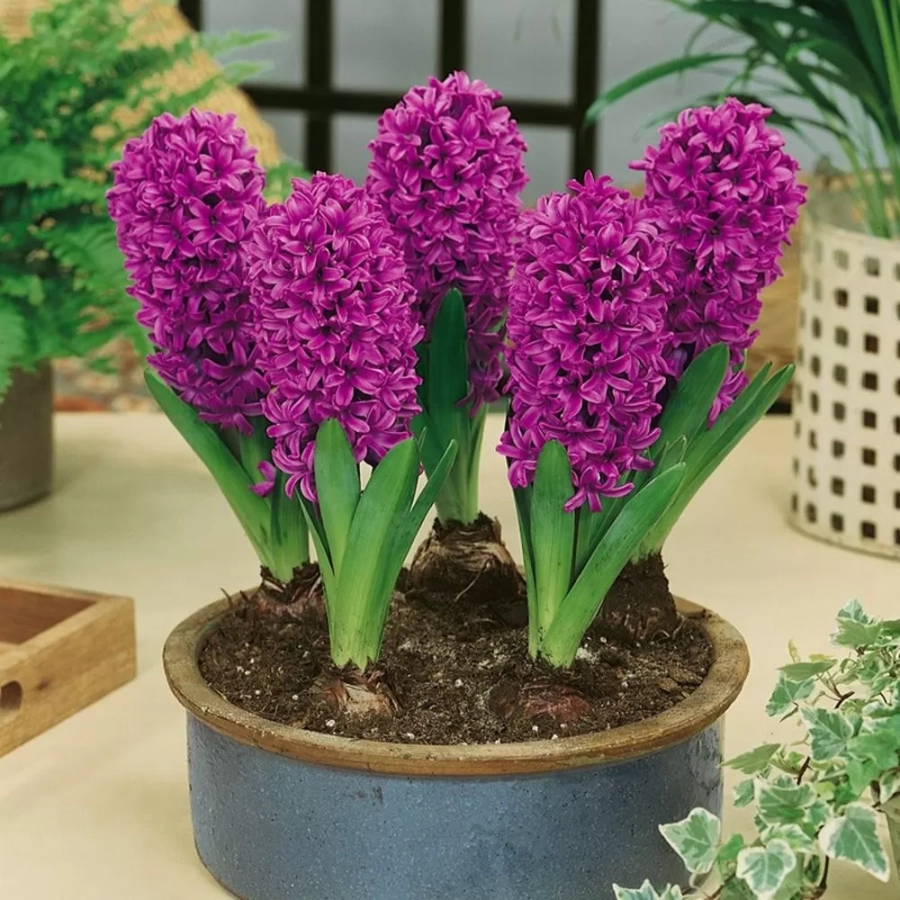 zambile-miss-saigon Bulbi de Zambile Miss Saigon 1