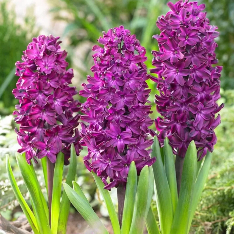 zambile-violet-pearl-1341 Bulbi de Zambile Violet Pearl 1