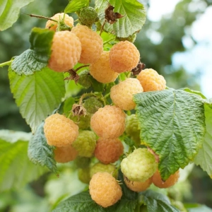 Arbust fructifer - Zmeur Pomisor Anul 3 - Galben - Inaltime 1 - 1.20 m cu Radacina Impachetata 2