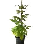 Arbust fructifer - Zmeur Pomisor Anul 3 - Galben - Inaltime 1 - 1.20 m cu Radacina Impachetata 1