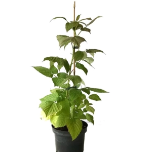 Arbust fructifer - Zmeur Pomisor Anul 3 - Galben - Inaltime 1 - 1.20 m cu Radacina Impachetata 1