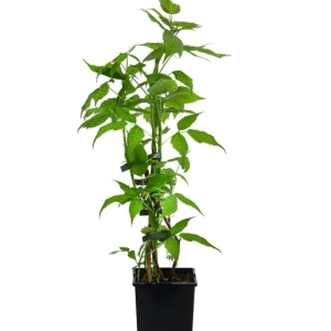 Arbust fructifer - Zmeur Pomisor Anul 3 - Negru - Inaltime 1 - 1.20 m cu Radacina Impachetata 1