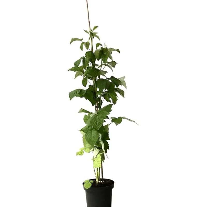 zmeur-rosu-pomisor-5208 Arbust fructifer - Zmeur Pomisor Anul 3 - Rosu - Inaltime 1 - 1.20 m cu Radacina Impachetata 1