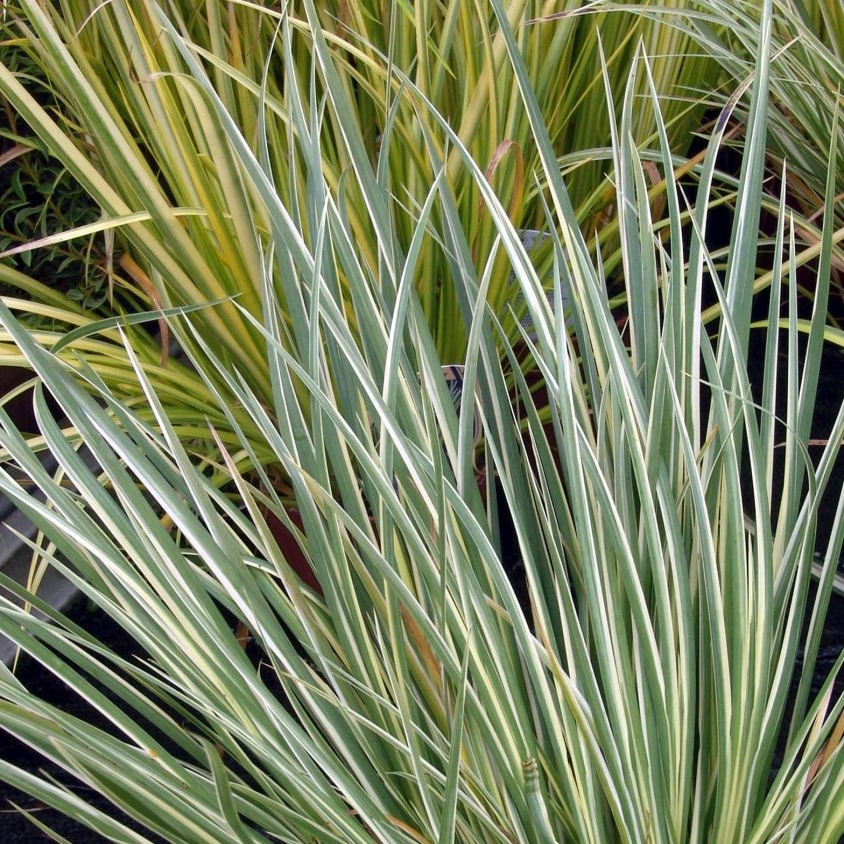 Acorus 'Argenteostriatus'