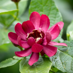 Calycanthus