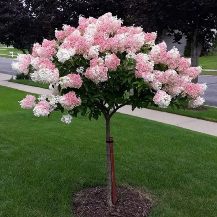 hydrangea-vanille-fraise