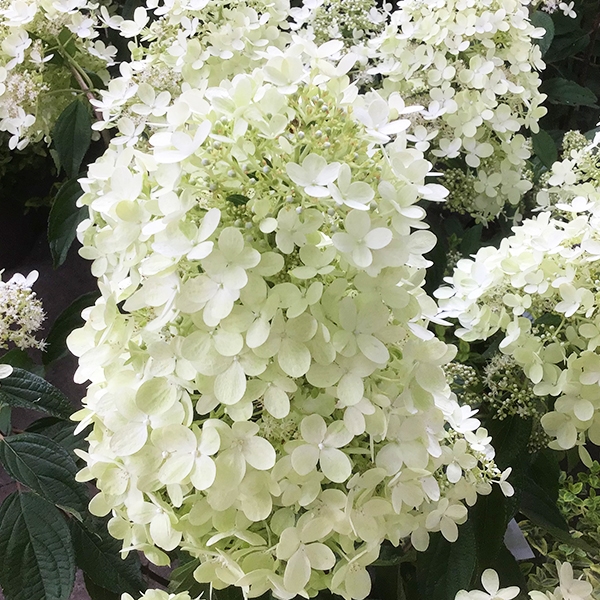 hydrangea_magical_summer-2