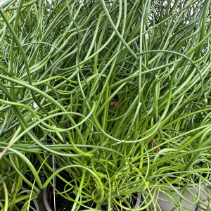 Iarba ornamentala Juncus Spiralis - imagine 1