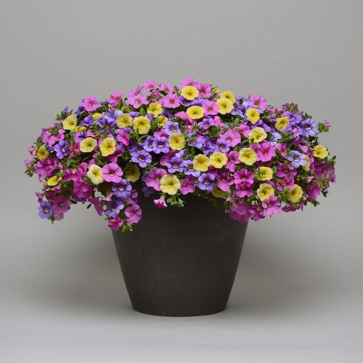 Calibrachoa-mix-1