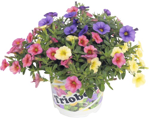 Calibrachoa-mix-10