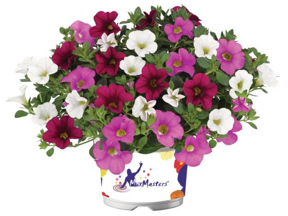 Calibrachoa-mix-4