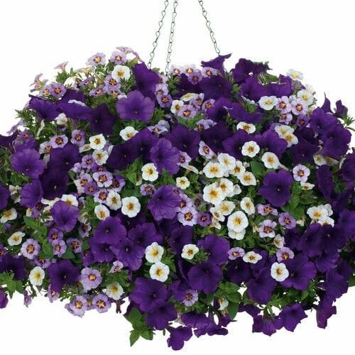 Calibrachoa-mix-6