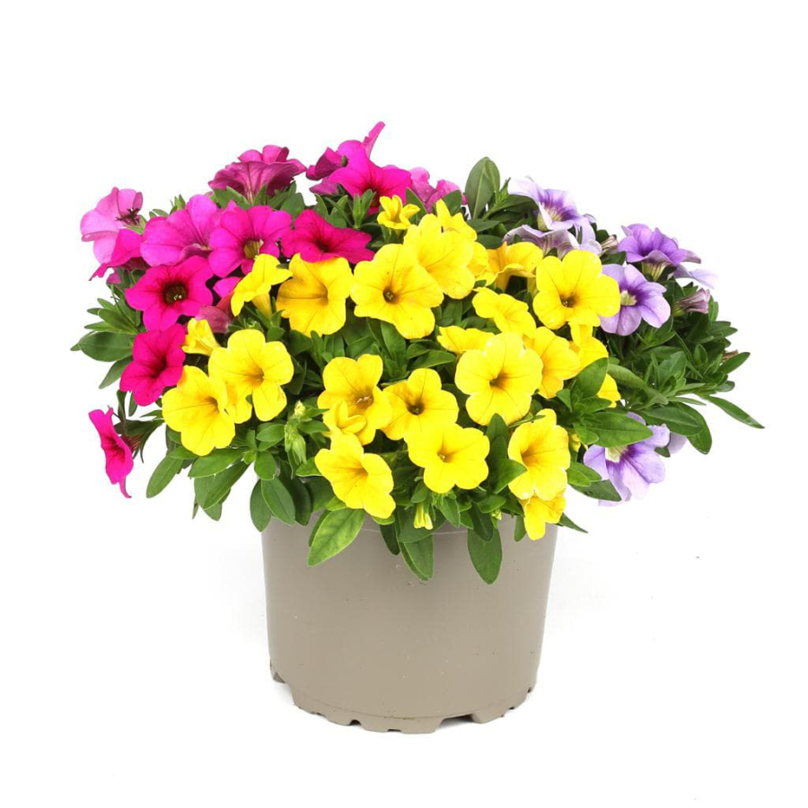 Calibrachoa-mix-8