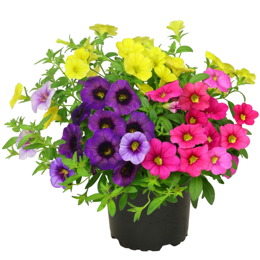 Calibrachoa-mix-9