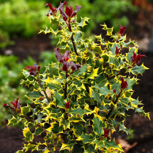 Ilex Red Tips pe Picior - imagine 2