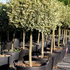 Ilex Red Tips pe Picior - imagine 1