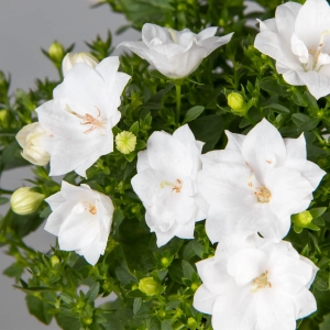 Campanula isophylla Dublin White - imagine 2