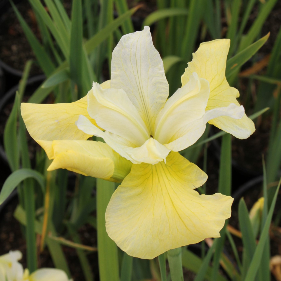 Iris-sibirica-Butter-and-Sugar