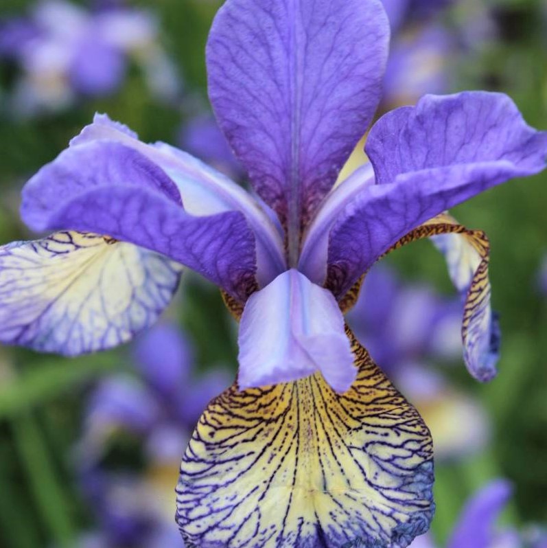 Iris sibirica Pennywhistle