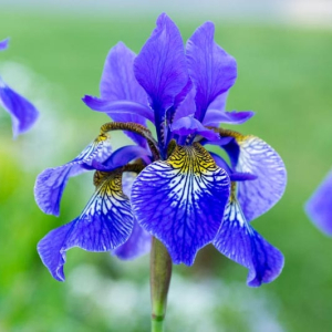 Iris Siberian