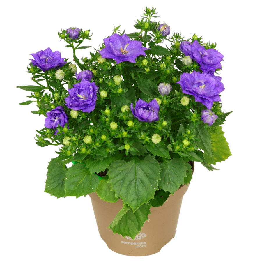 campanula-dublin-blue