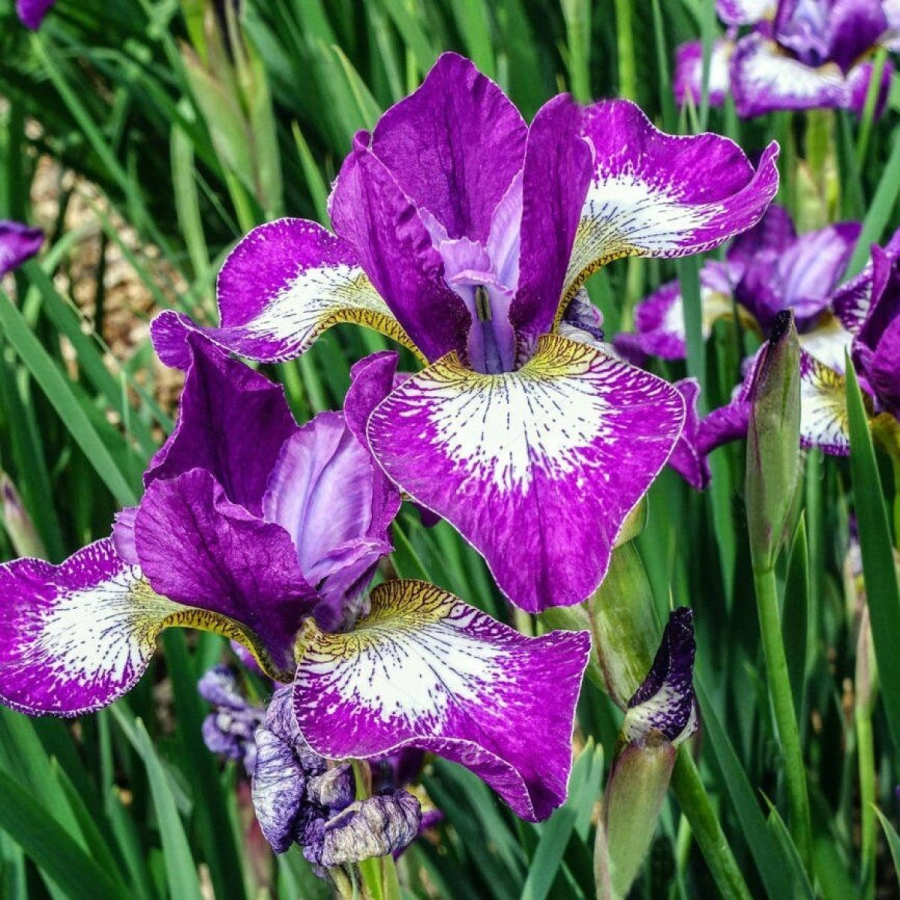 iris-sibirica-currier