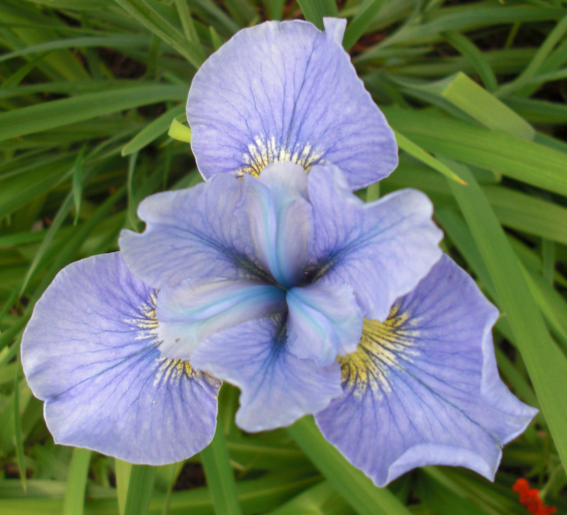 Iris sibirica Cambridge