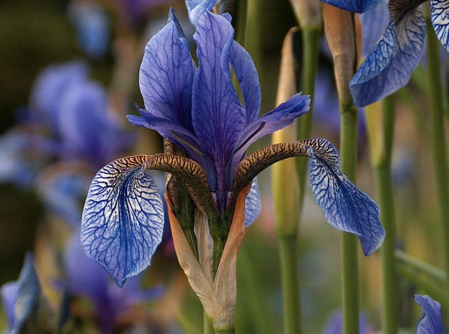 Iris sibirica Tropic Night